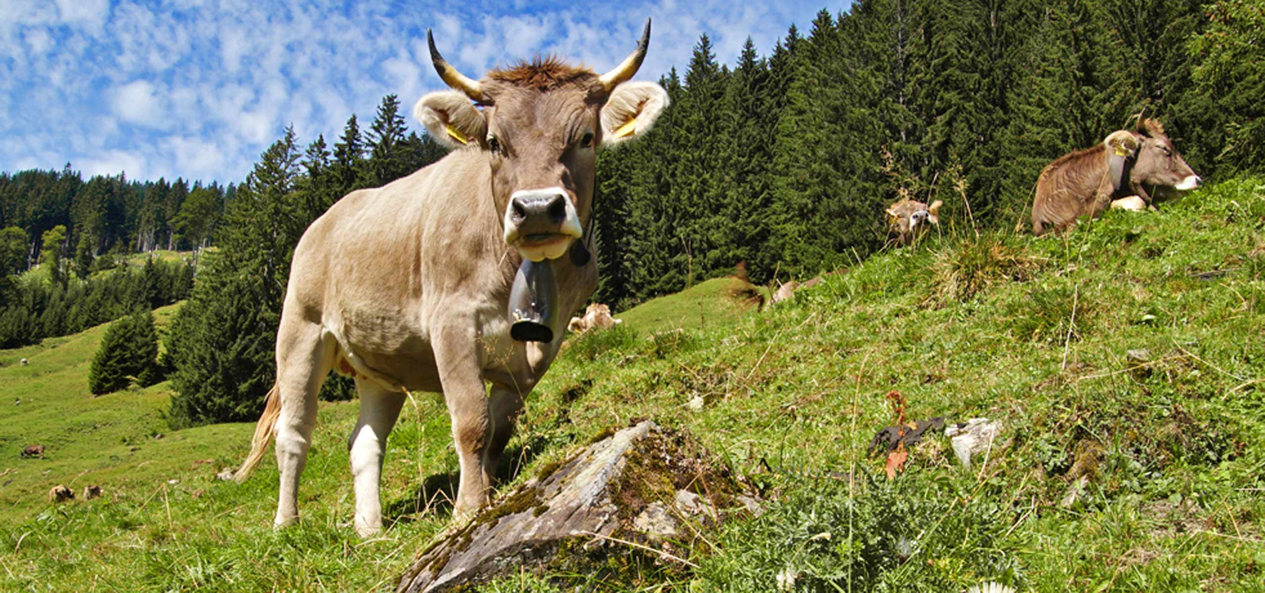 Das Allgäu